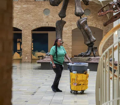 Museum staff in green shirt pushing cleaning cart near large dinosaur skeleton exhibits indoors.