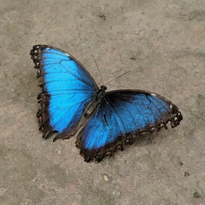 Blue morpho butterfly with vibrant blue wings resting on a rough textured surface.