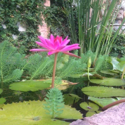 Summer of Love at TRF!