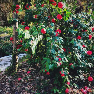 A Wintry Walk (Texas Style)