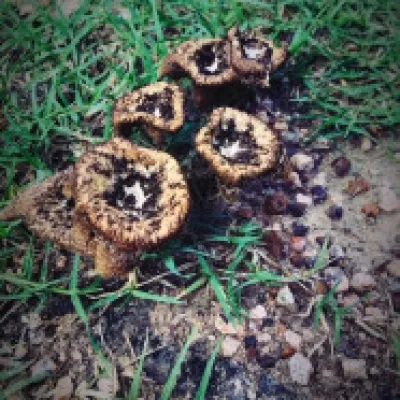 Fairy Circle and Earth Magic