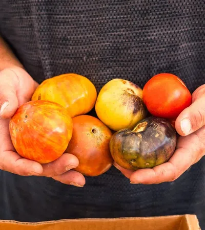 Person holding a variety of colorful heirloom tomatoes in both hands over a cardboard box.
