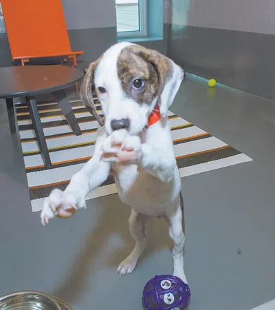 Louisiana SPCA