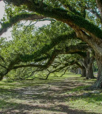 Large oak trees with sprawling branches covered in moss creating shaded pathway in a park.