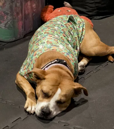 Brown dog wearing a patterned shirt sleeping on a dark mat next to a plastic storage bin indoors.