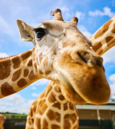 Close-up of a giraffe's face with long necks and blue sky in the background at a zoo or park
