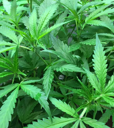 Close-up of vibrant green cannabis leaves with serrated edges densely covering the frame under natural light