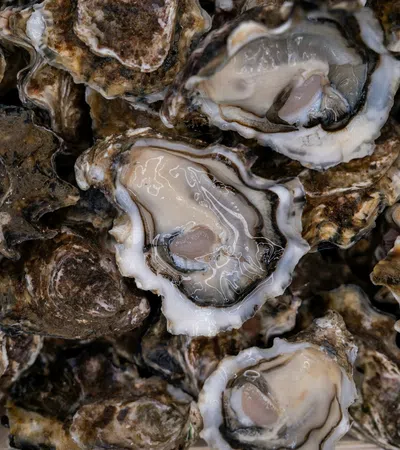Close-up of fresh opened oysters with rough shells and glossy, translucent flesh inside.