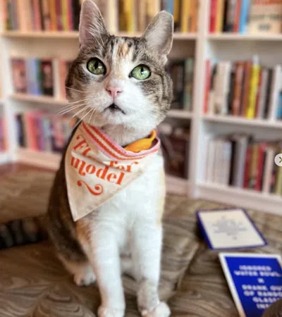 Calico cat wearing a bandana posing indoors with bookshelves blurred in the background on a wooden floor.