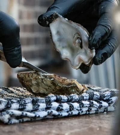 Hands wearing black gloves shucking a fresh oyster over a striped towel on a wooden surface.