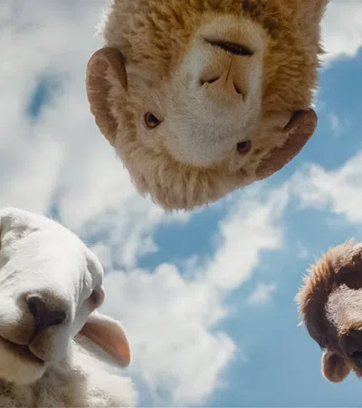 Three sheep looking down at the camera with a blue sky and clouds in the background.