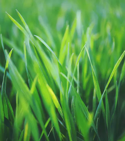 Grass Cutting Stories