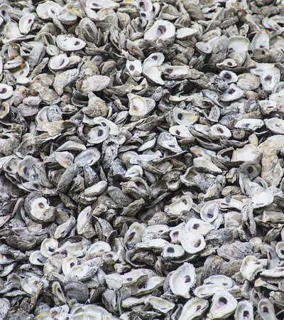 Come Shell or High Water: Oyster Shell Recycling Along Louisiana?s Coastline