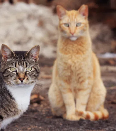 A Feline Conundrum Fixed