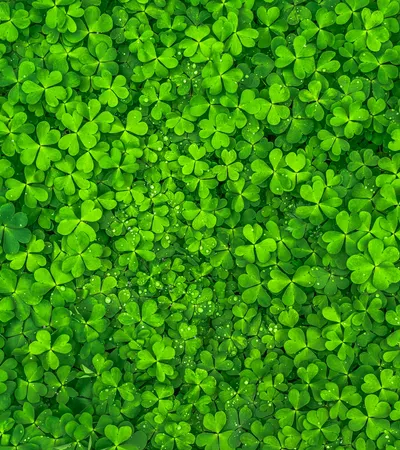 St. Patrick's Day (Mar. 17) Curls and St. Joseph Day (Mar. 19) Altars