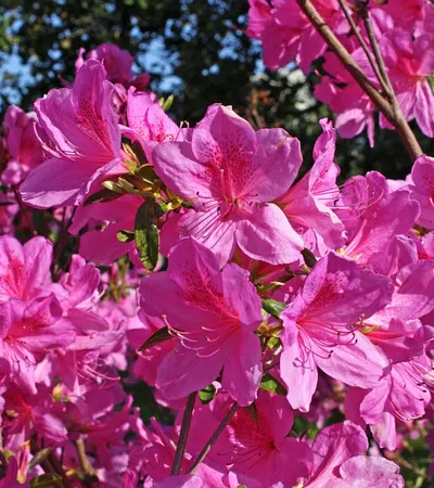 15 Plants to Add to Your Garden