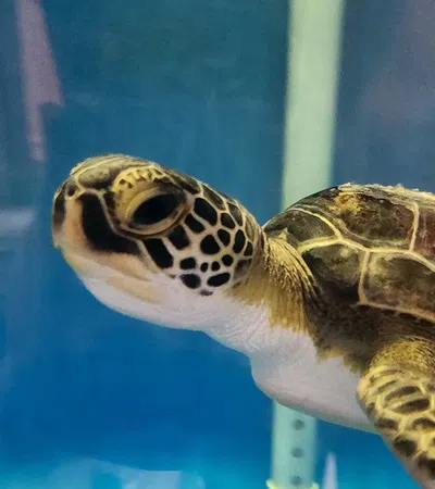 a turtle swimming in water
