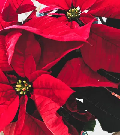 Christmas Past: The History of Poinsettias