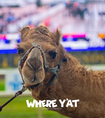 12062025: New Orleans Fairgrounds Race Course and slots present the exotic races and Messina’s party at the New Orleans Fairgrounds Race Course and slots on Saturday December 6, 2025