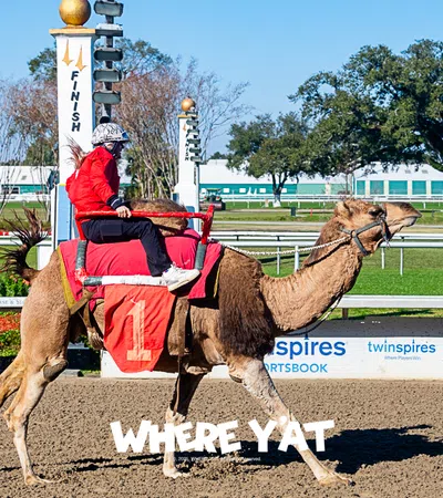 a person riding a camel
