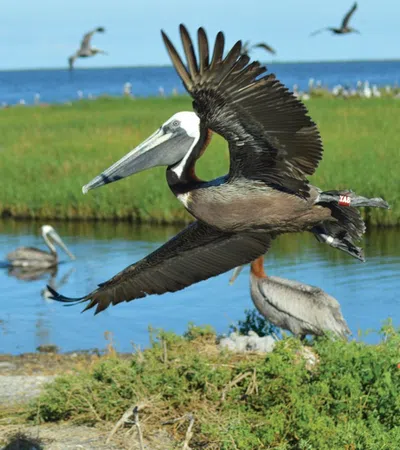 a bird with its wings spread