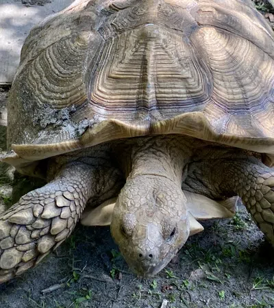 Animal Magnetism: An Addiction to Strange and Unusual Pets
