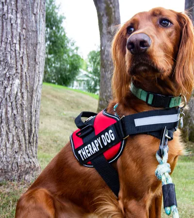 Why a Therapy Dog Might Be Just What You Need