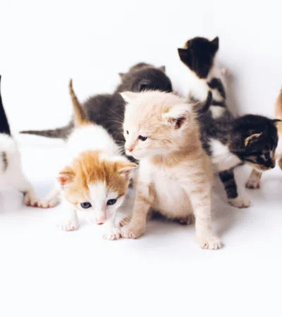 a group of kittens