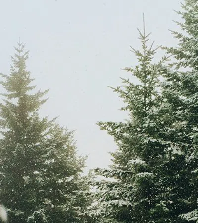 a group of trees covered in snow