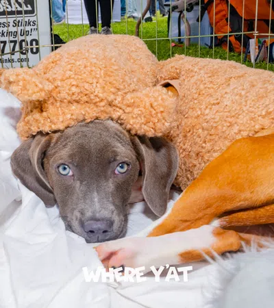 a dog lying on a person's chest