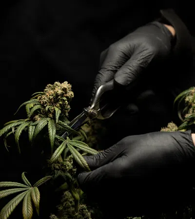 a person holding a plant