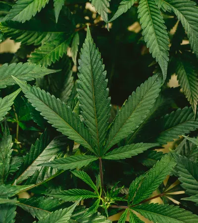 a close-up of some leaves