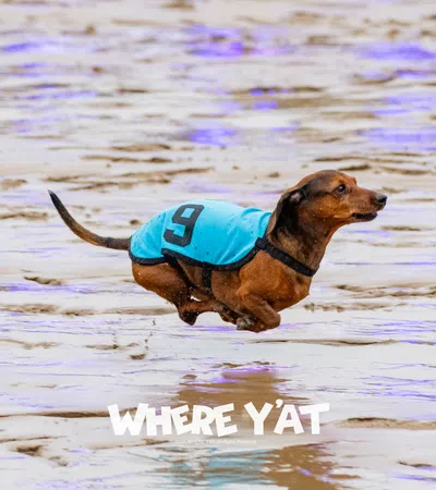 a dog running in the water