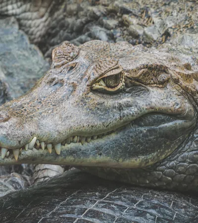 The American Alligator: How Do We Need It?
