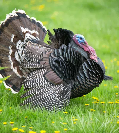 Turkey Tidbits: Fun Facts About the Thanksgiving Fowl