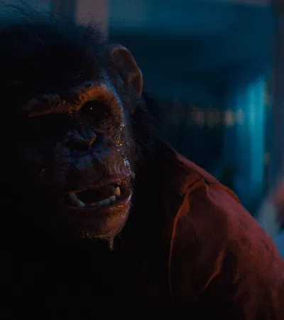 Close-up of a distressed ape wearing a shirt with a blurred person in the background in a dimly lit room.