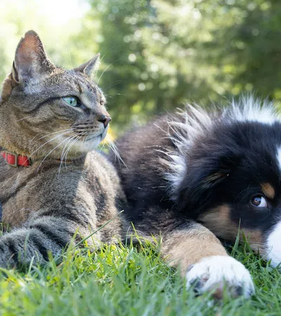 Tabby cat and black and white puppy lying together on green grass in a sunlit outdoor setting.