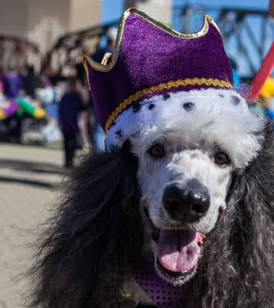 MUTTY GRAS: Krewes of Barkus and Mardi Paws