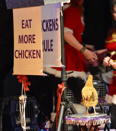 Santa Claws Has Come to Town with the Amazing Acro-Cats!