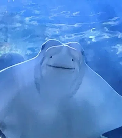 a shark swimming underwater