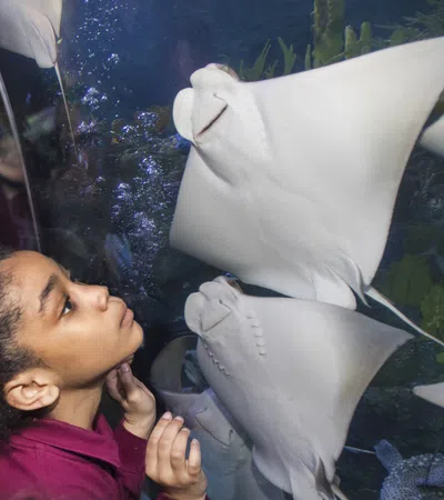 Young girl closely observing stingrays swimming inside a large aquarium display at an indoor aquarium.