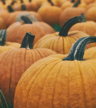 Close-up of bright orange pumpkins with dark green stems grouped on grassy ground outdoors.