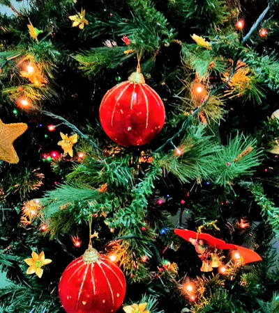 Oh Christmas Tree: Where Did You Come From?