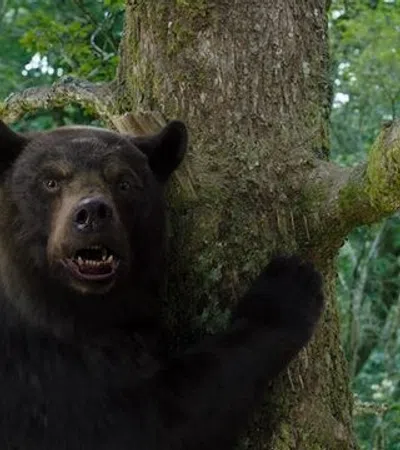 a bear in a tree