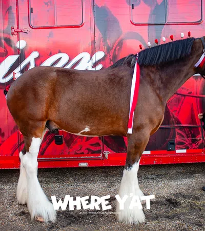Horses, Hops & Cops event with the Budweiser Clydesdales at the NOPD barn yard City Party on Wednesday February 4, 2026. #budweiserclydesdales2026, #clydesdales, #nopdhorses, #followthehitch, #warmspringsranch  