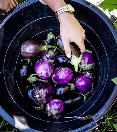 a bowl of purple grapes