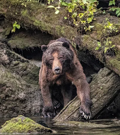 Film Review: <em>Grizzly II: Revenge</em>