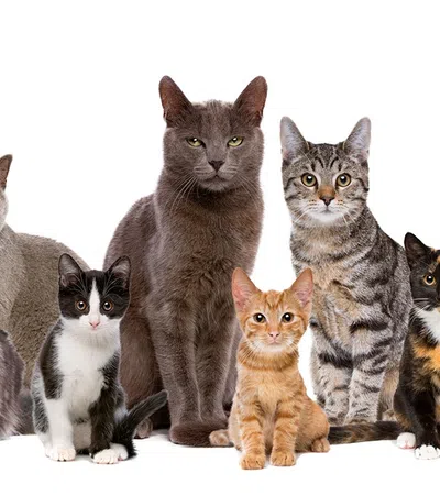 a group of cats