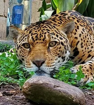 a tiger lying on the ground