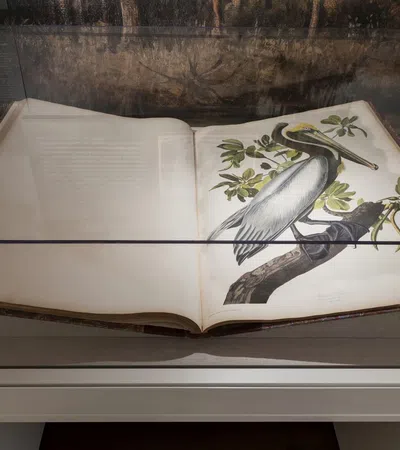 Open book displayed in glass case showing detailed illustration of a pelican on a tree branch with green leaves.